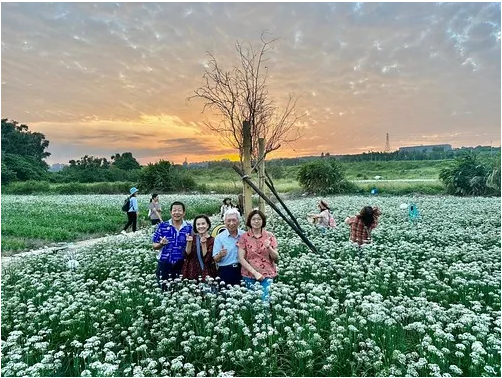 Romantic “September Snow” Set to Bloom Brilliantly in Daxi.